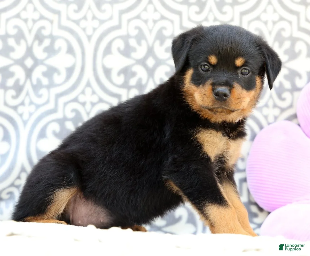 Rottweiler dogs for sale: Sugar - Ad 2