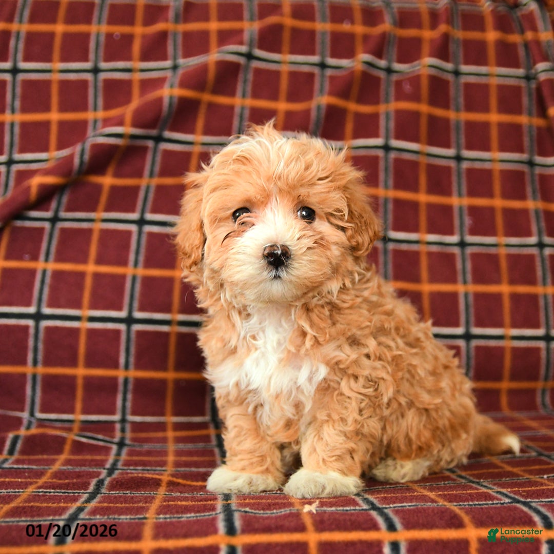 Maltipoo dogs for sale: Charles - Ad 3