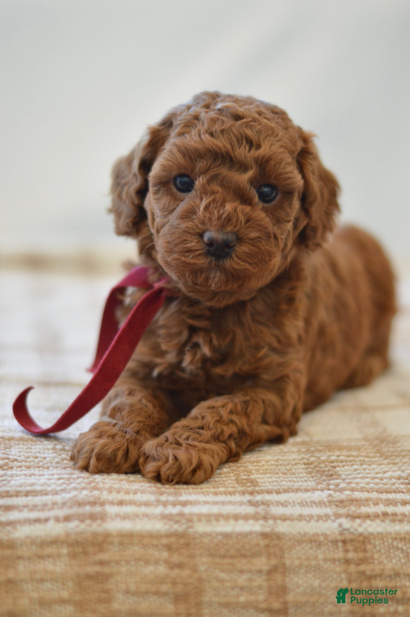 Miniature Poodle dogs Poppy - Ad 2
