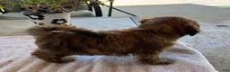 Shih Tzu dogs for sale: Shih Tzu 1 - Ad 2