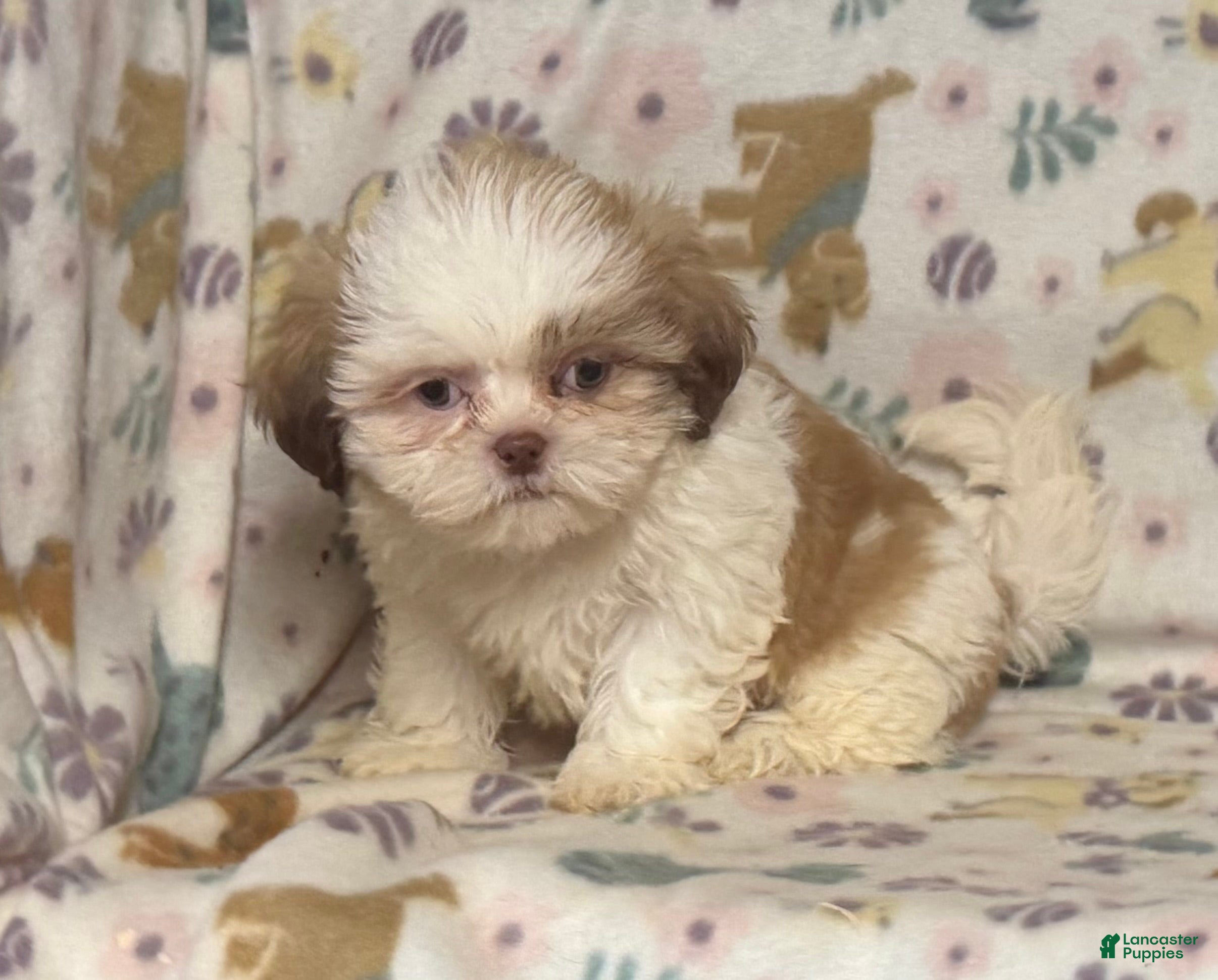 Shih Tzu dogs Shih Tzu 3 - Ad 5