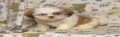 Shih Tzu 3