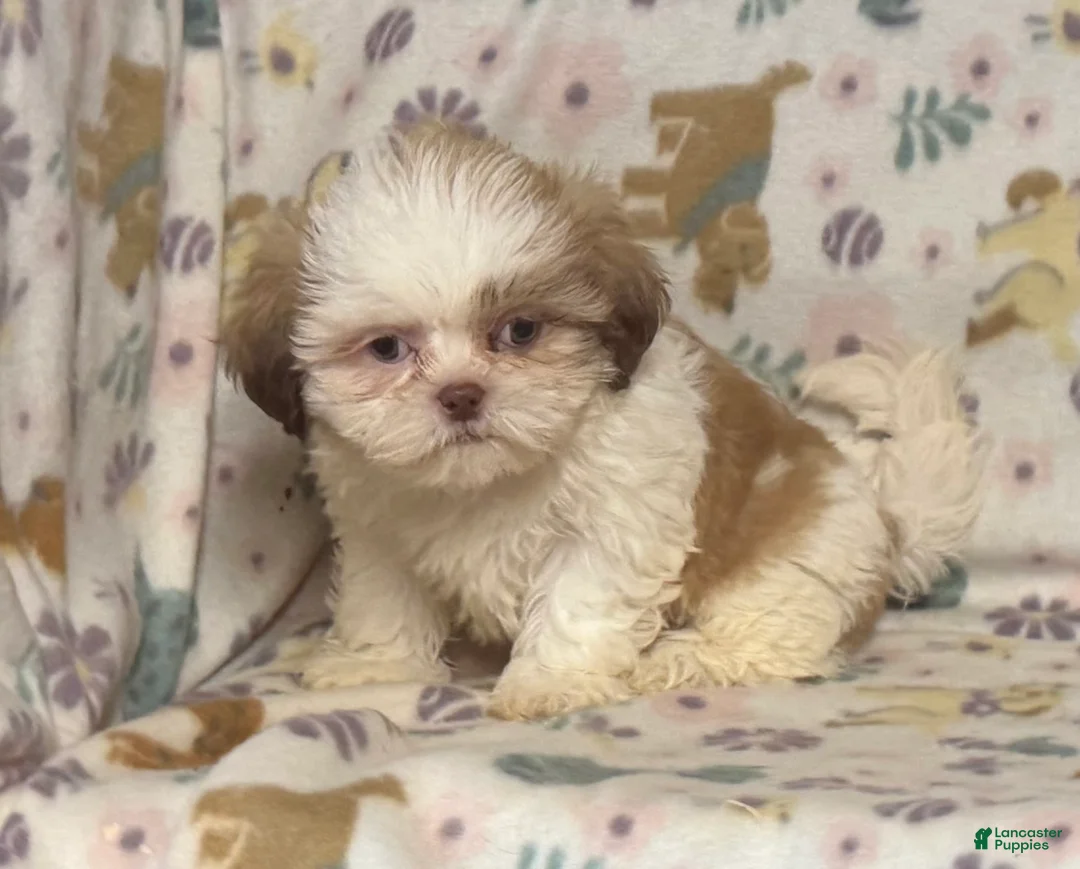 Shih Tzu dogs for sale: Shih Tzu 3 - Ad 1