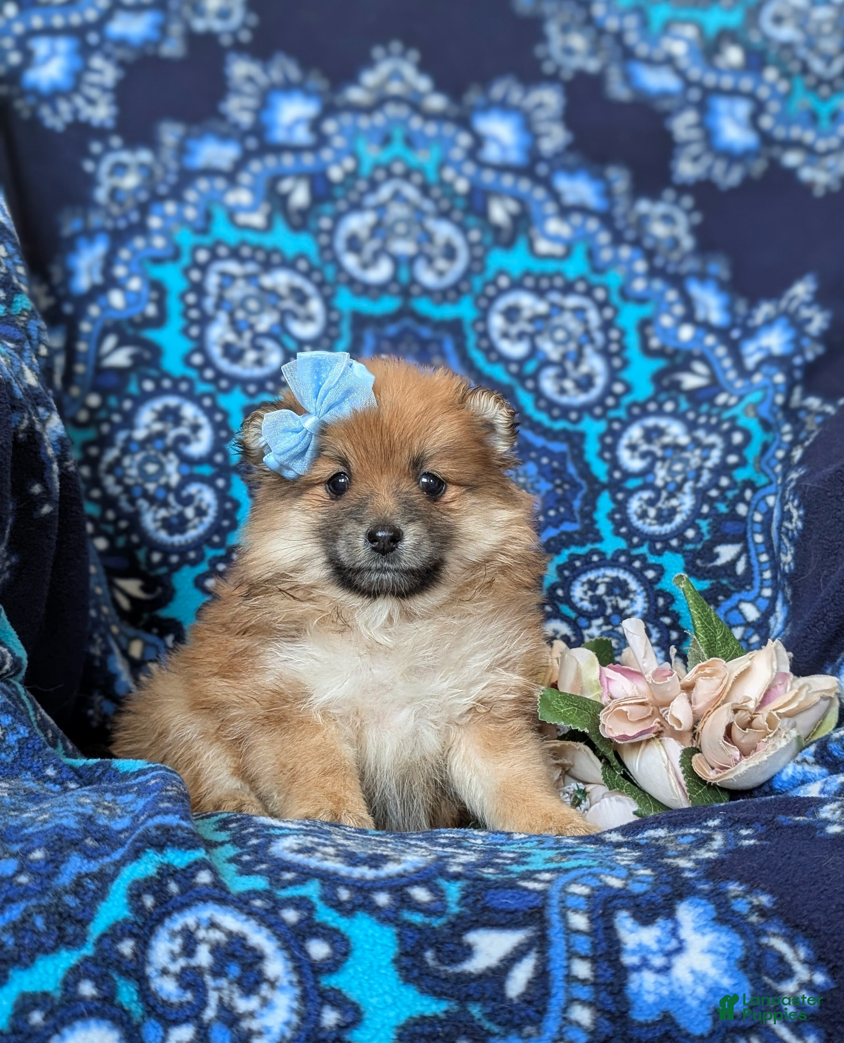 Pomeranian dogs Jenna - Ad 1