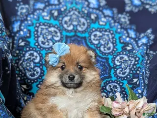 Pomeranian dogs for sale: Jenna - Ad 4