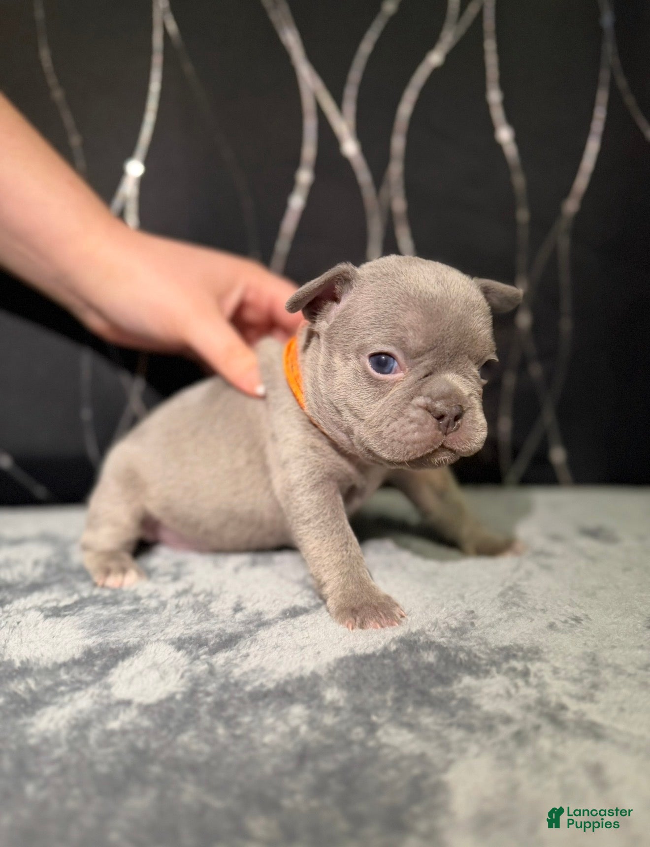 French Bulldog dogs MILA - Ad 7