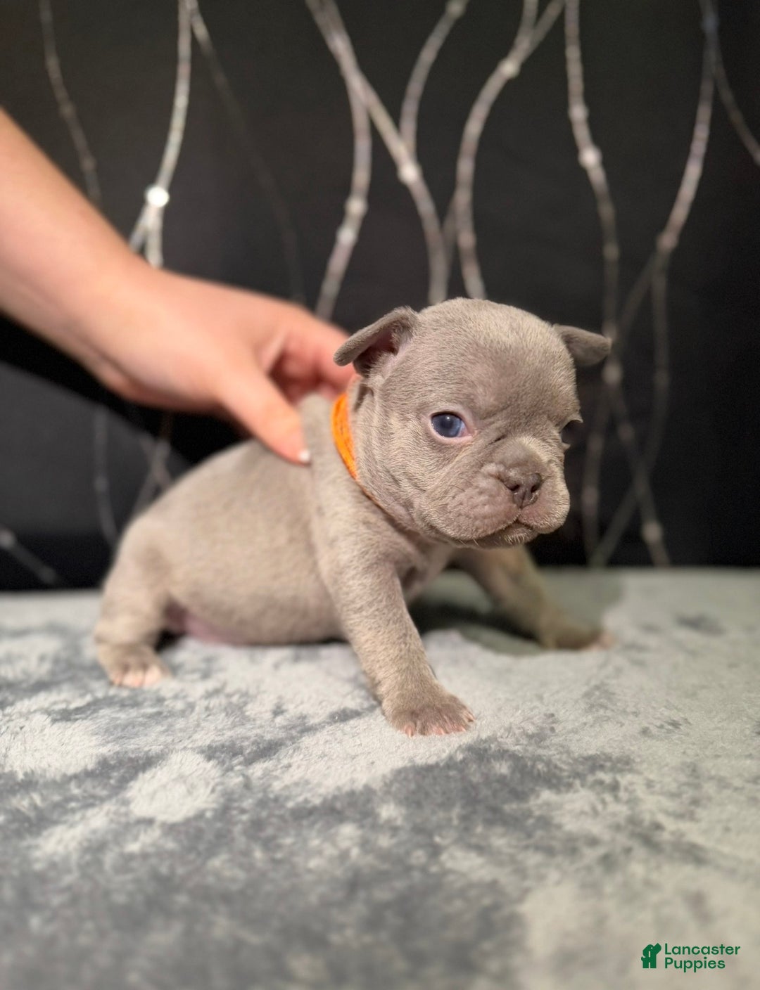 French Bulldog dogs for sale: MILA - Ad 1
