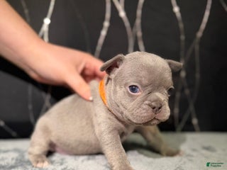 French Bulldog dogs MILA - Ad 12
