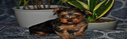 Yorkshire Terrier dogs for sale: Texas - Ad 2