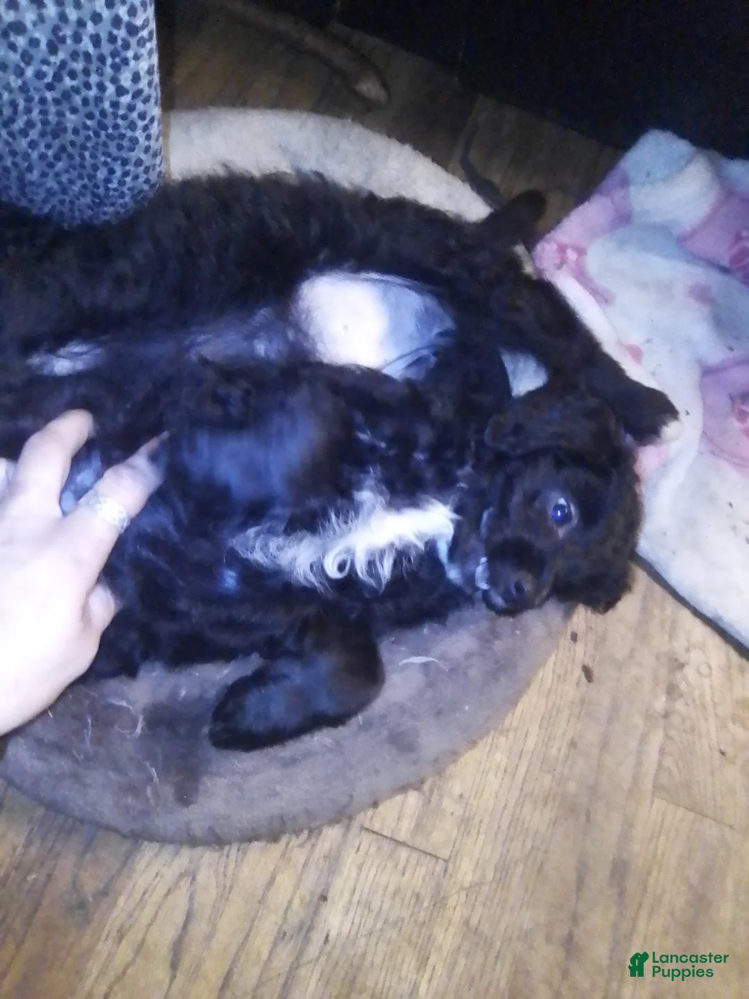 Mini Aussiedoodle dogs for sale: Mini Aussiedoodle Puppy 3 - Ad 19