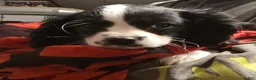 Cavalier King Charles Spaniel dogs for sale: Prince - Ad 1