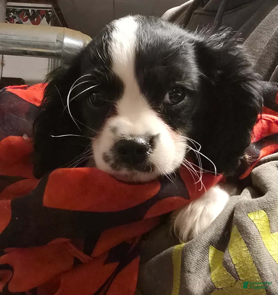 Cavalier King Charles Spaniel dogs for sale: Prince - Ad 1