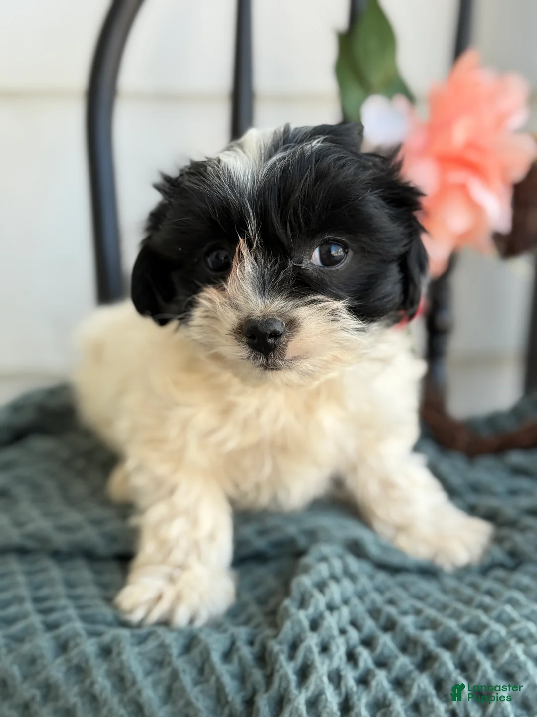 Shihpoo dogs for sale: Glory - Ad 4