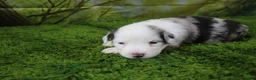 Miniature Australian Shepherd dogs for sale: George - Ad 9