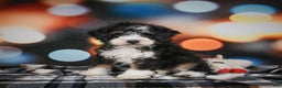 Mini Bernedoodle dogs for sale: Marco - Ad 5