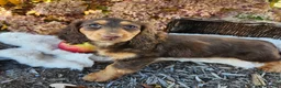Miniature Dachshund dogs for sale: Poppy - Ad 3