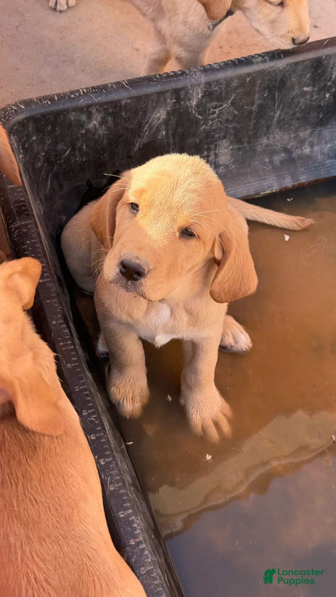 Goldador dogs for sale: Goldador Puppy 4 - Ad 1