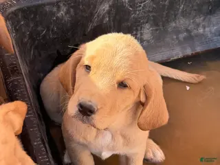 Goldador dogs Goldador Puppy 4 - Ad 4