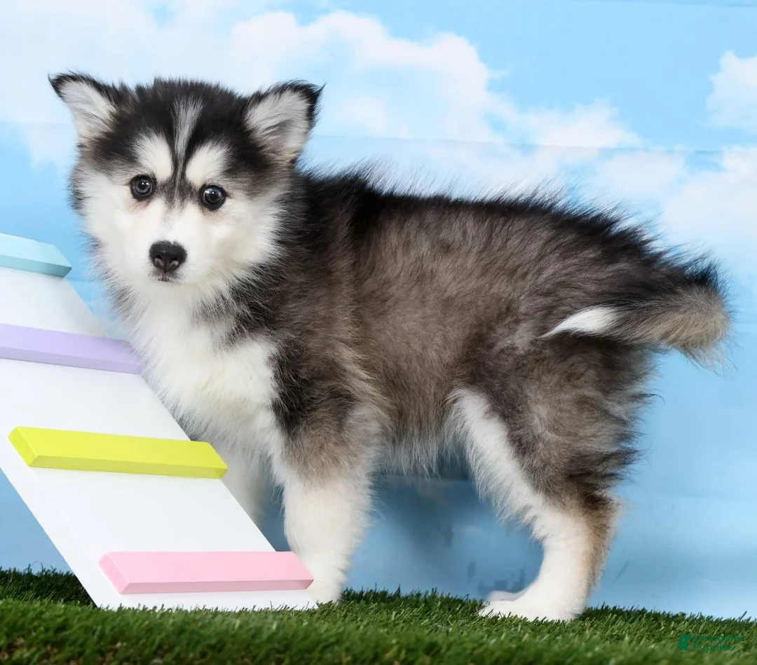 Pomsky dogs for sale: Xara - Ad 2