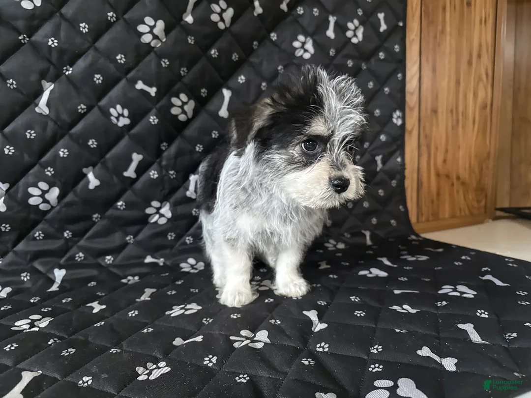 Mixed Breed dogs for sale: Mixed Breed Puppy 2 - Ad 1
