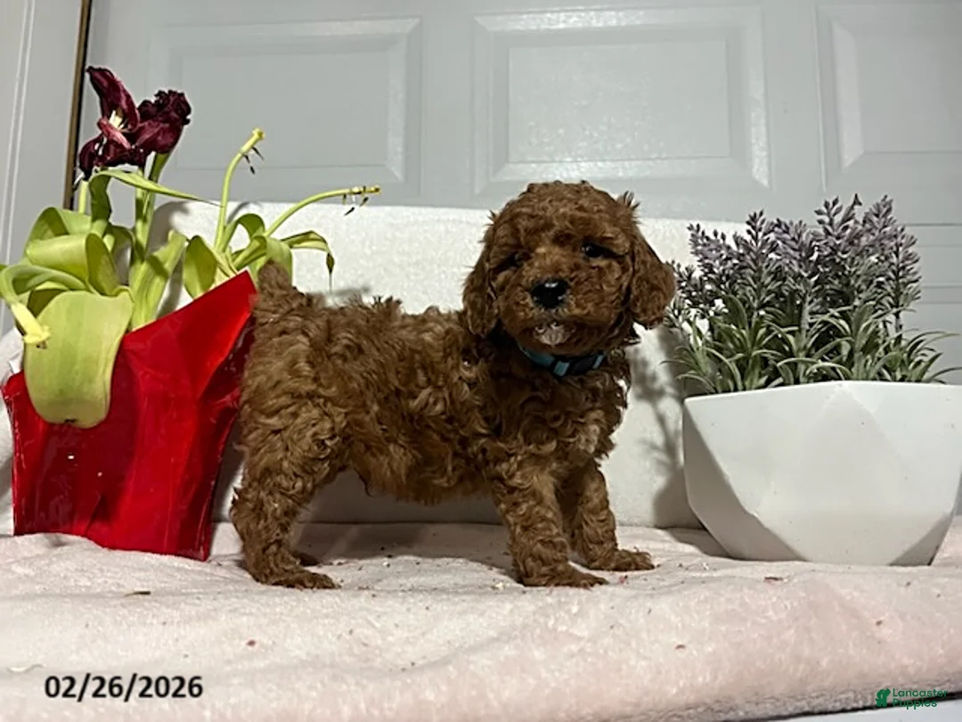 Miniature Poodle dogs for sale: Buster - Ad 4