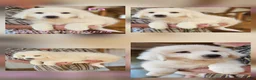 Great Pyrenees dogs for sale: Great Pyrenees Puppy 1 - Ad 19