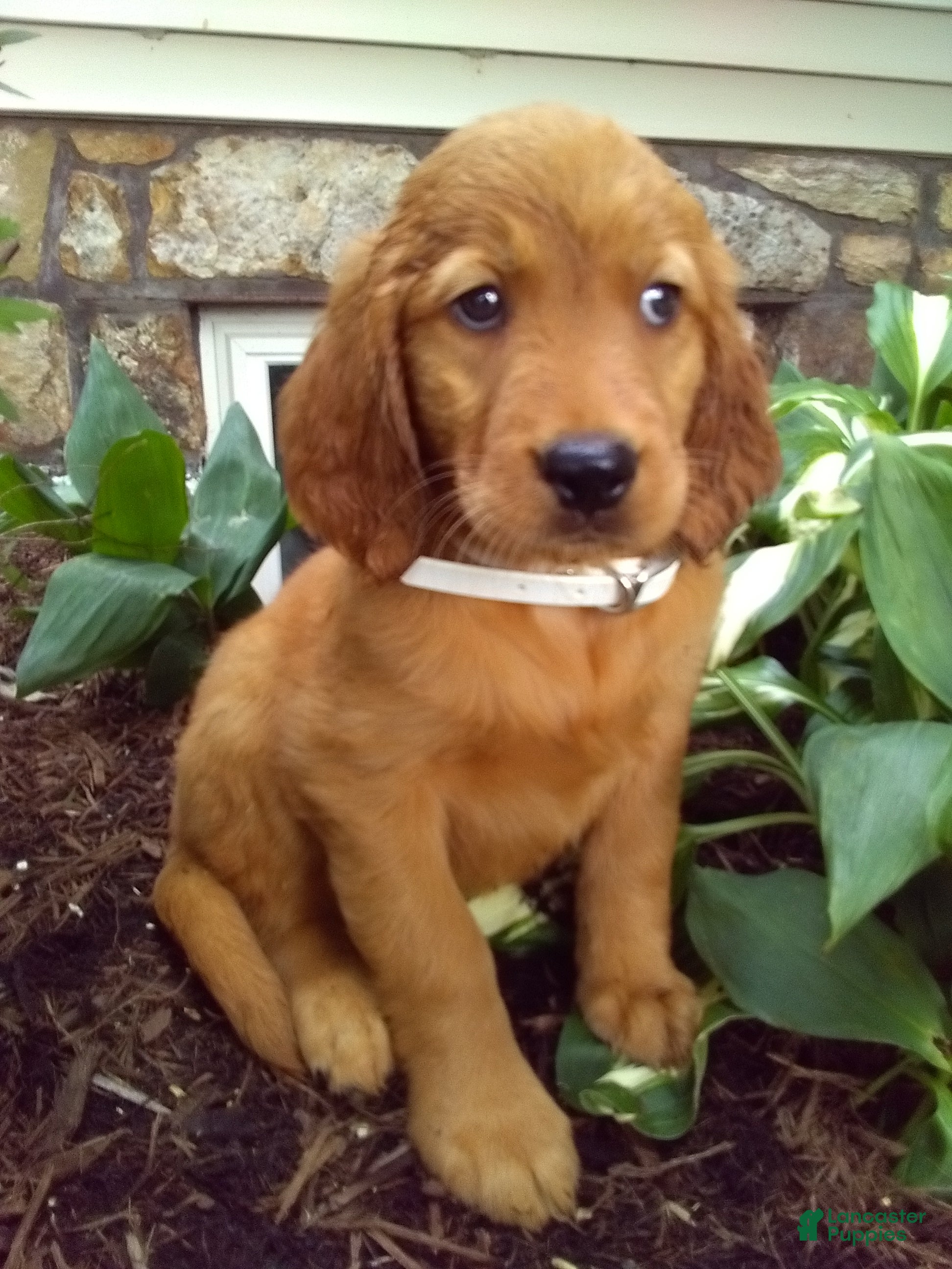 Mixed Breed dogs Tillie - Ad 2