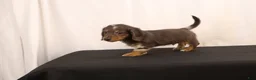 Dachshund dogs for sale: Oscar - Ad 5