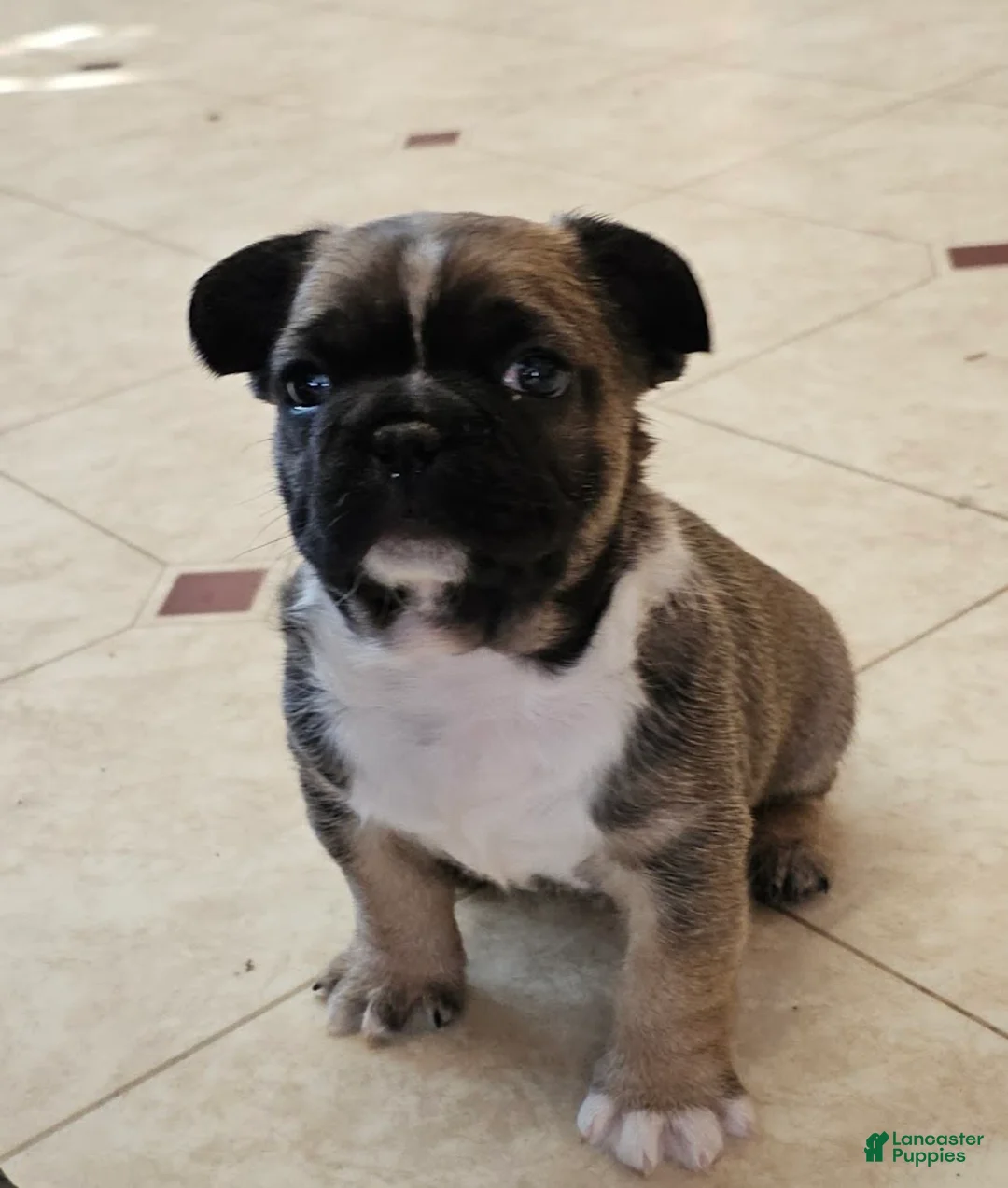 Mixed Breed dogs for sale: RayBan 75% Frenchie - Ad 1