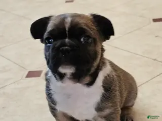 Mixed Breed dogs RayBan 75% Frenchie - Ad 8