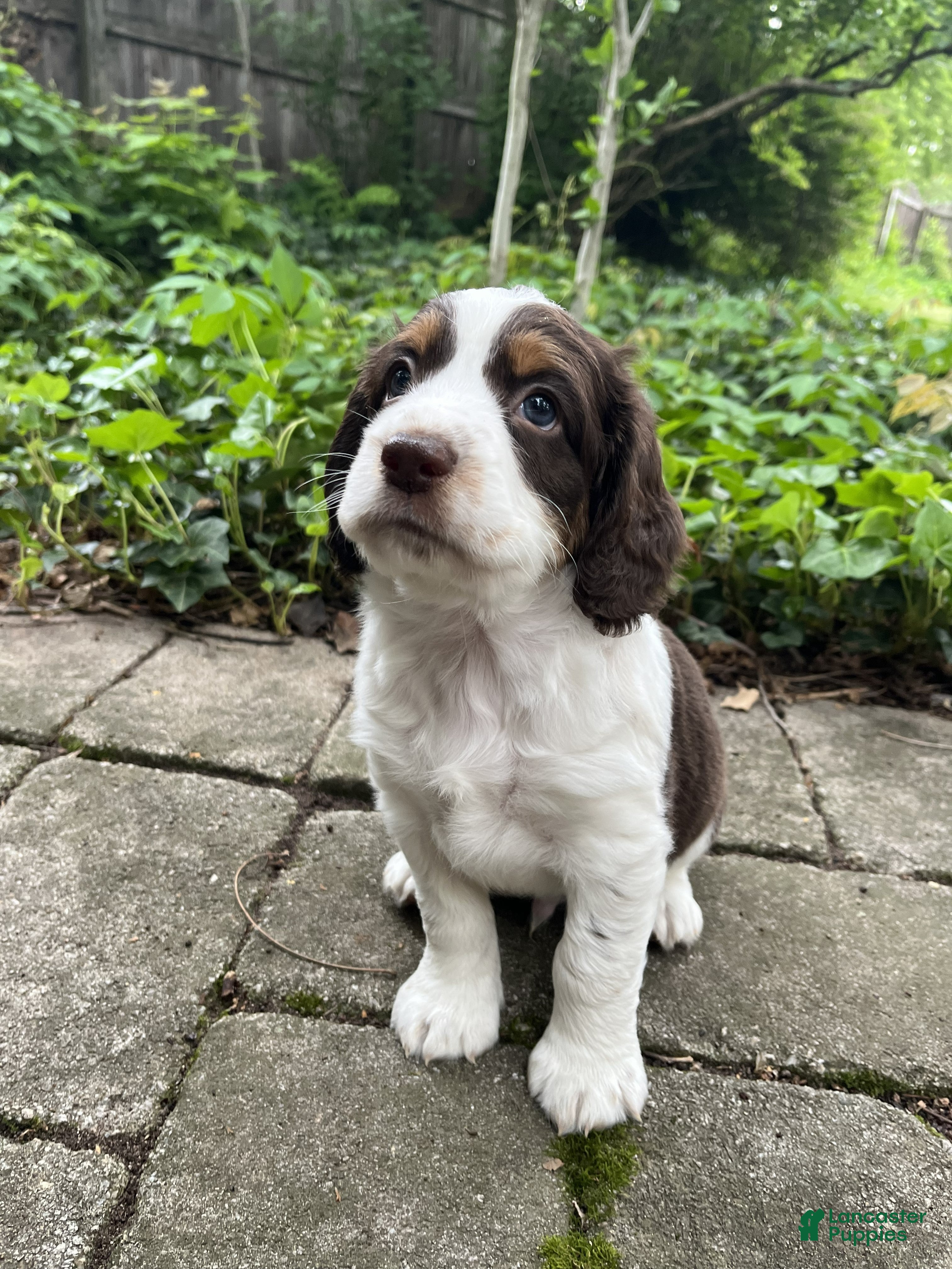 English Springer Spaniel dogs Sugar - Ad 35