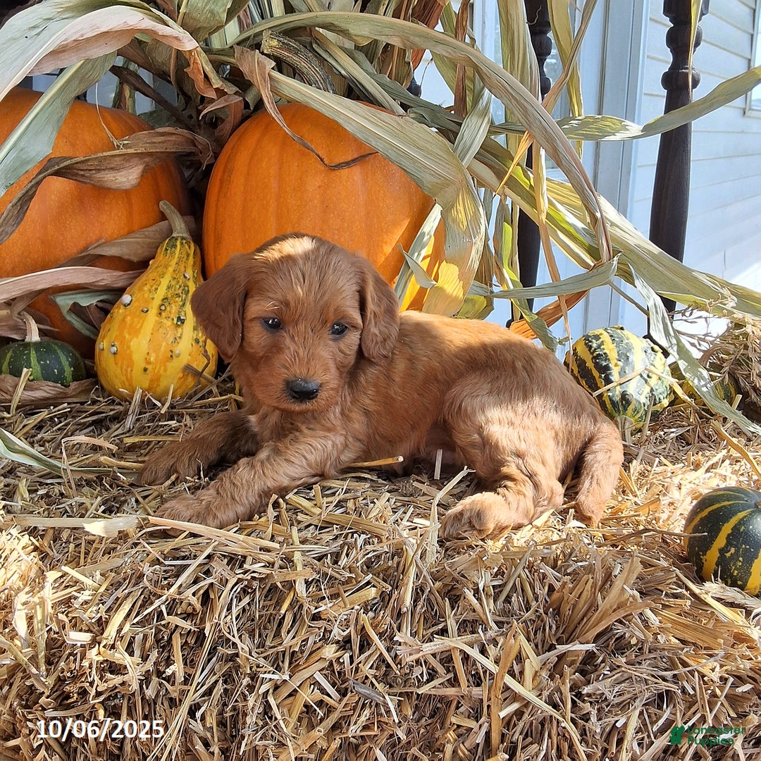 Cavapoo dogs for sale: Benji - Ad 2