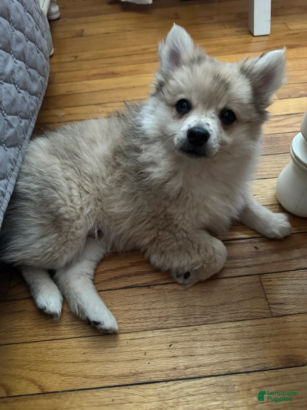 Pomeranian dogs for sale: Gunther - Ad 3