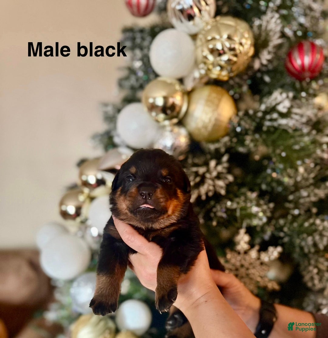 Rottweiler dogs for sale: Rottweiler Puppy 5 - Ad 1