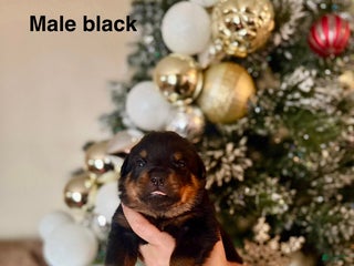 Rottweiler dogs Rottweiler Puppy 5 - Ad 37
