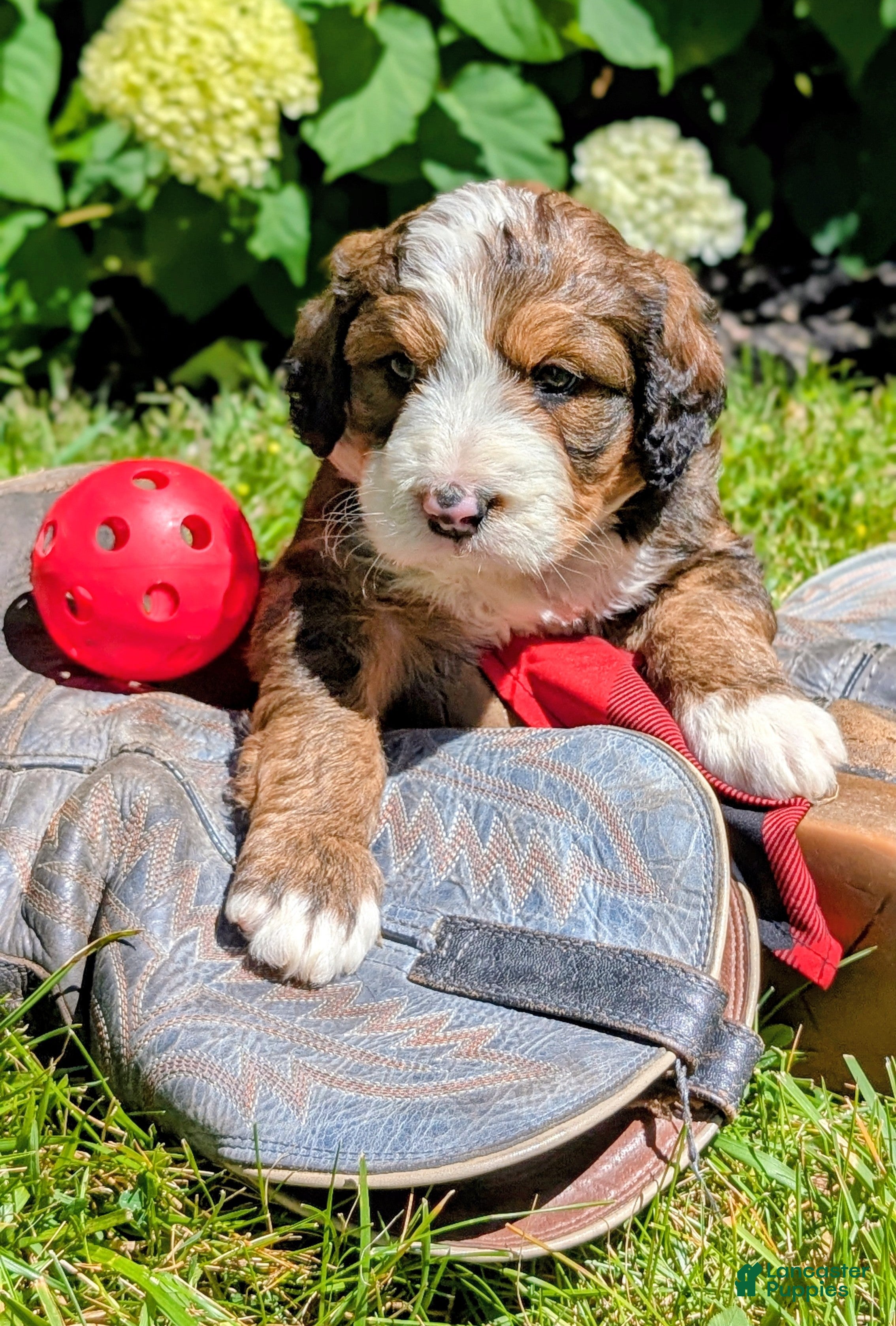 Bernedoodle dogs MOOSE - Ad 2