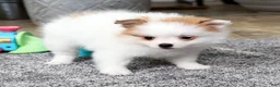 Pomeranian dogs for sale: Bella - Ad 7