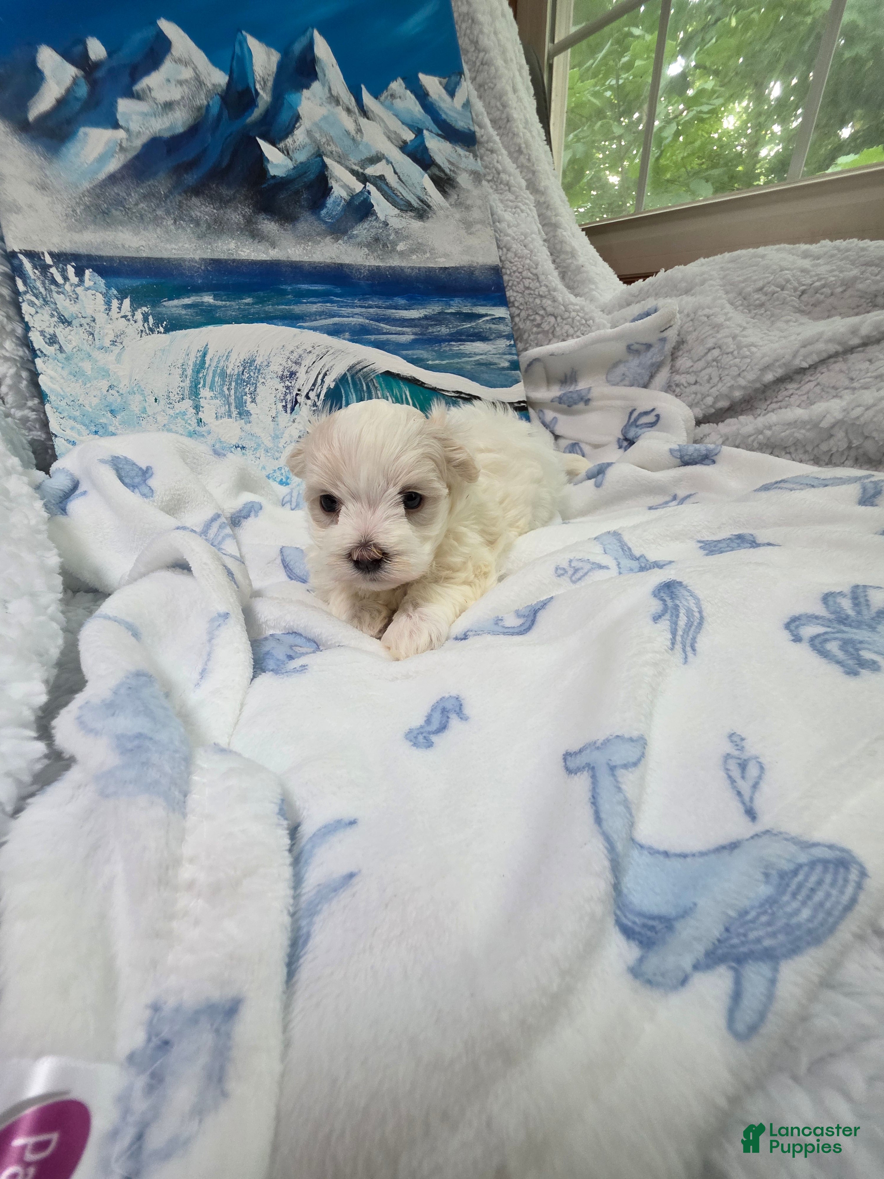 Maltese dogs Lily  - Ad 2