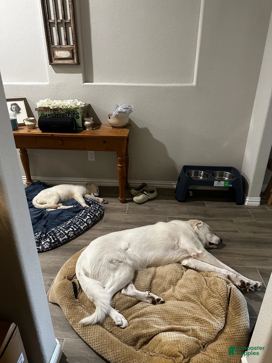 Great Pyrenees dogs for sale: Great Pyrenees 1 - Ad 5