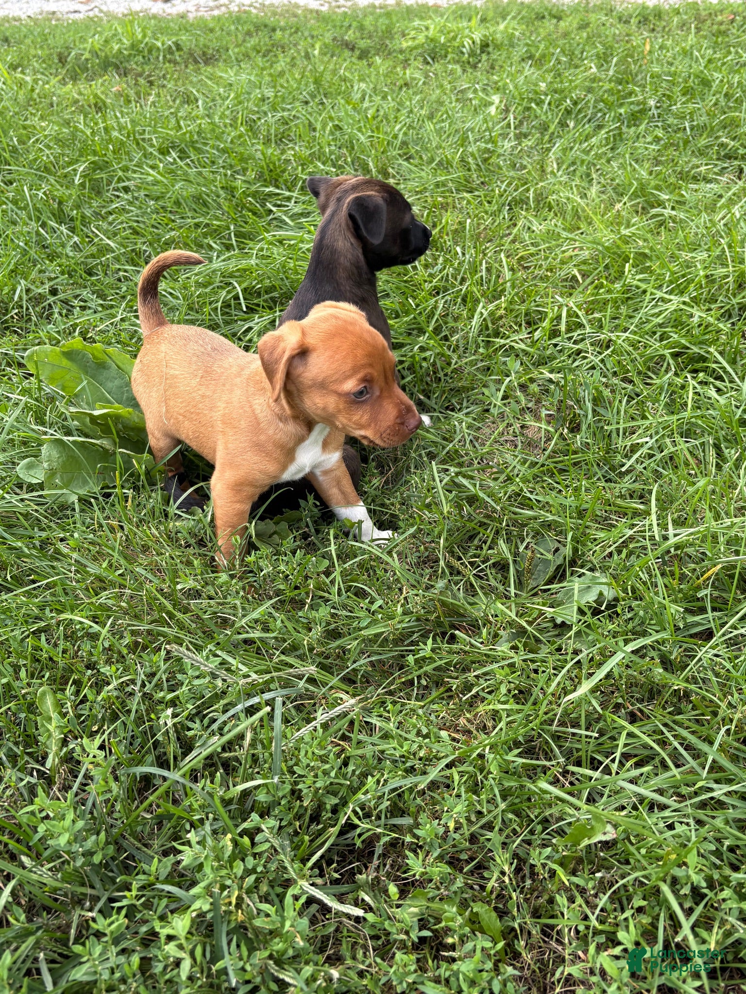 Mixed Breed dogs Gravy - Ad 2