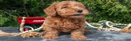 Mixed Breed dogs for sale: Brooke - Ad 1