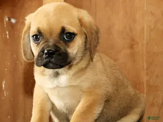Puggle dogs for sale: Duke - Ad 1