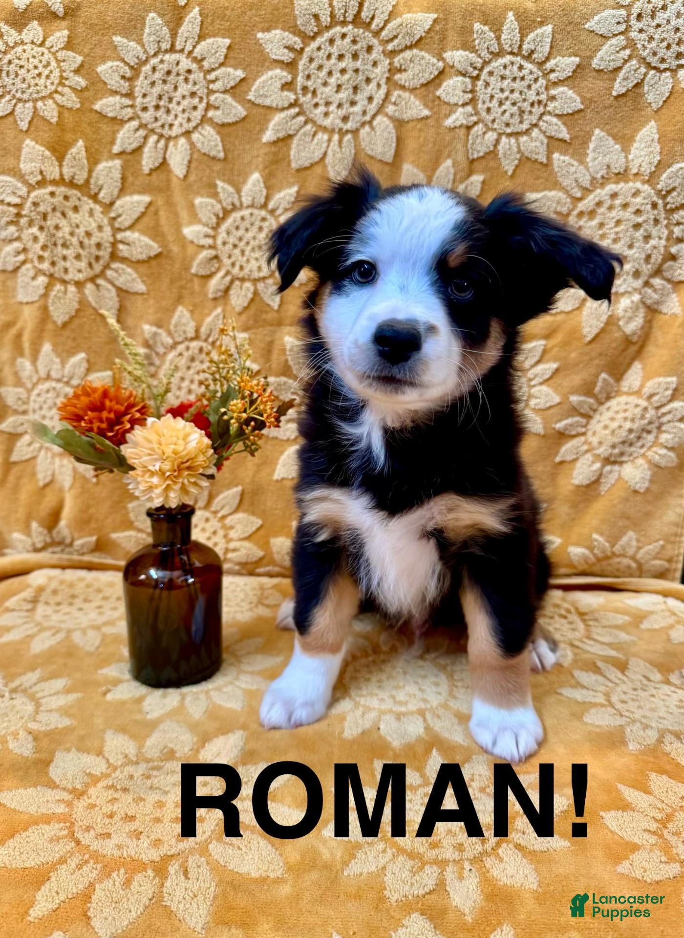 Miniature Australian Shepherd dogs Miniature Australian Shepherd 3 - Ad 1