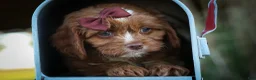 Cavapoo dogs for sale: CHARLIE - Ad 12