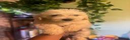 Goldendoodle dogs for sale: London - Ad 3
