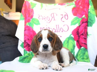 Beaglier dogs - Ad 9