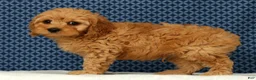 Cockapoo dogs for sale: Max - Ad 4