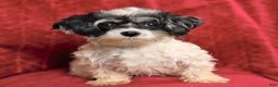 Maltipoo dogs for sale: Herman - Ad 6