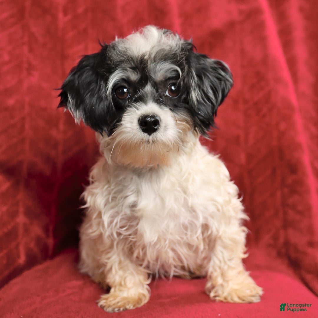 Maltipoo dogs for sale: Herman - Ad 6