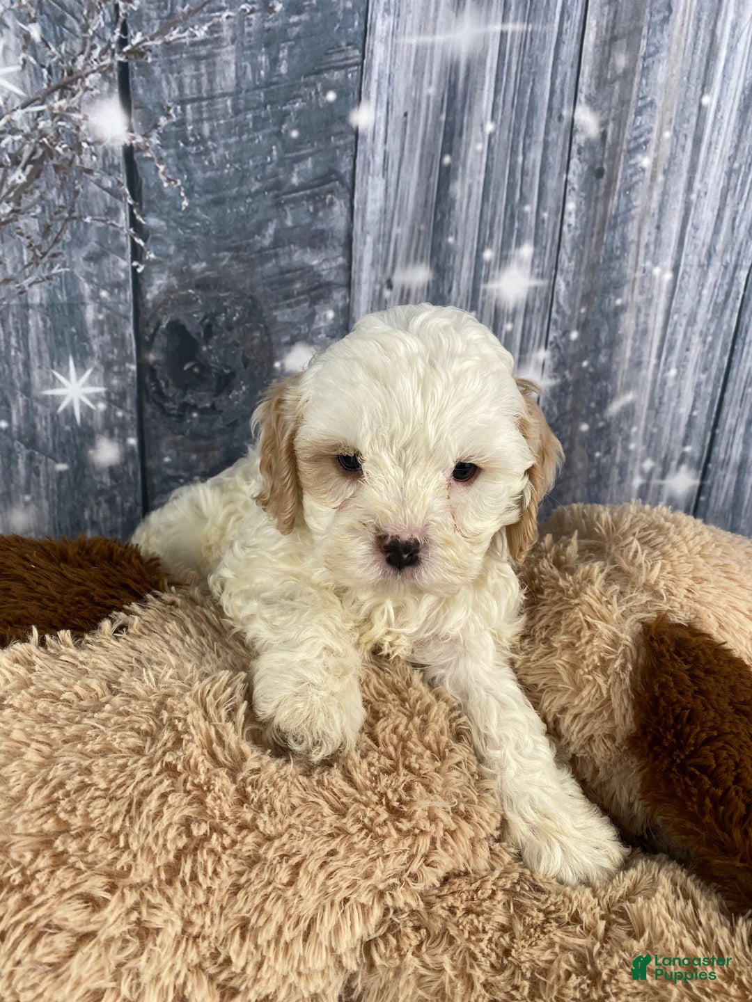 Cavapoo dogs for sale: Jenna - Ad 9